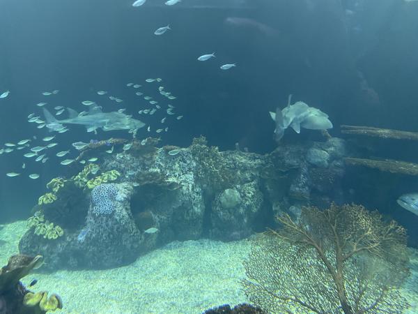 Shark